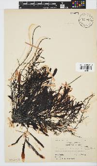 Sargassum incisifolium image