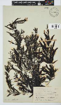 Sargassum incisifolium image