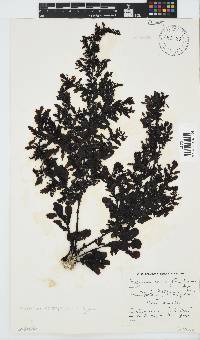 Sargassum incisifolium image