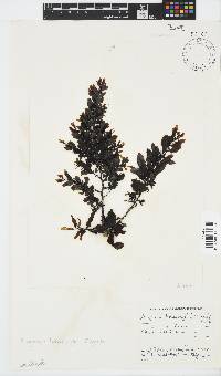 Sargassum incisifolium image