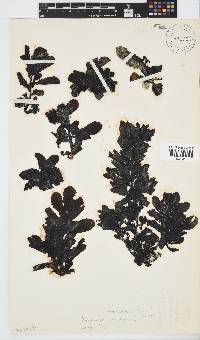 Sargassum incisifolium image