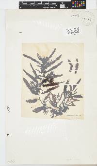 Sargassum incisifolium image