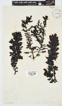 Sargassum incisifolium image