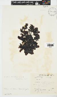 Sargassum incisifolium image