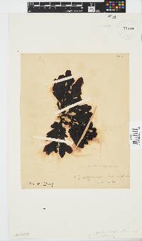 Sargassum incisifolium image