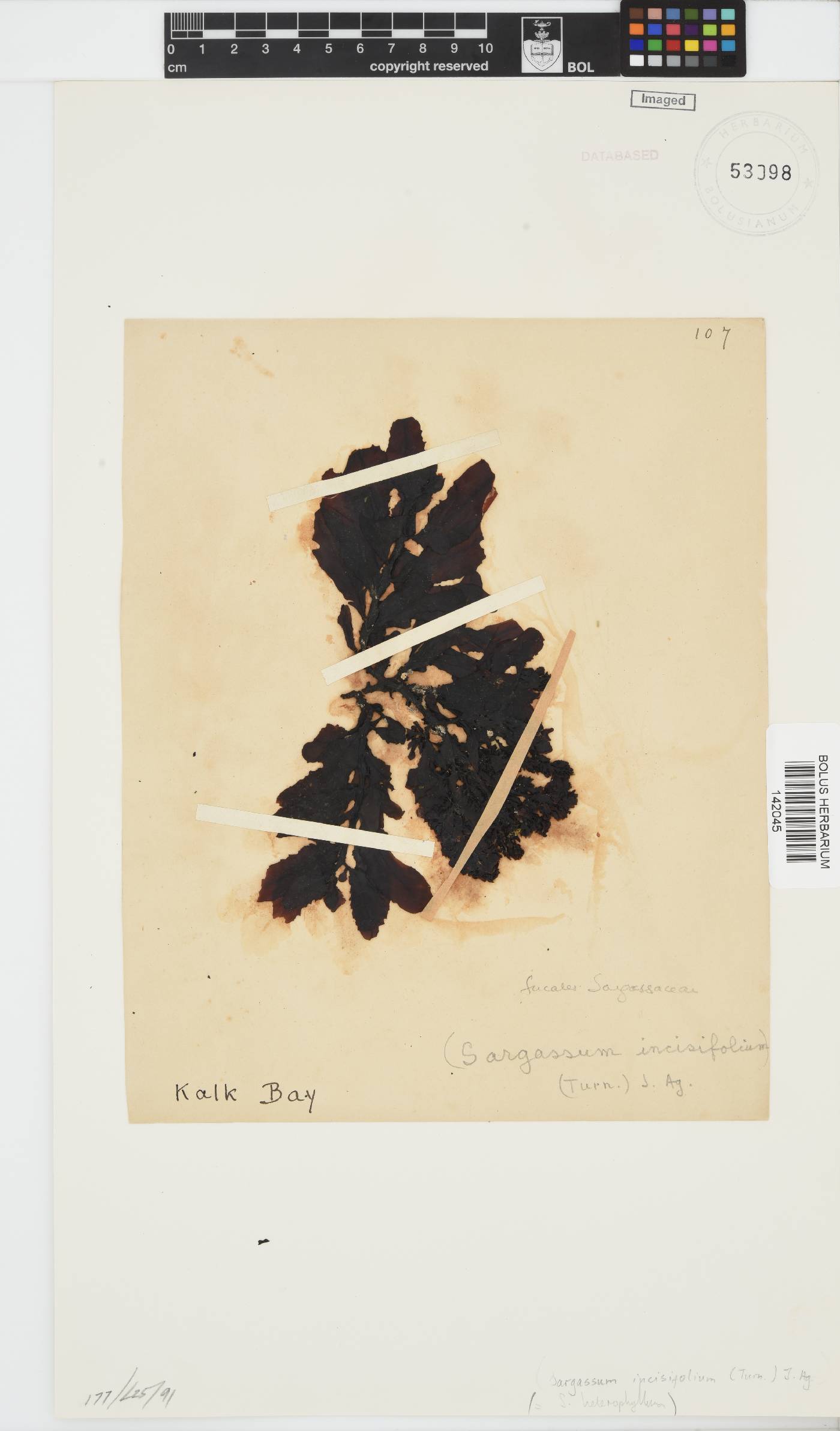 Sargassum incisifolium image