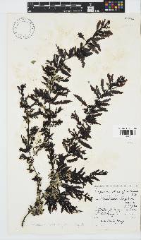 Sargassum incisifolium image