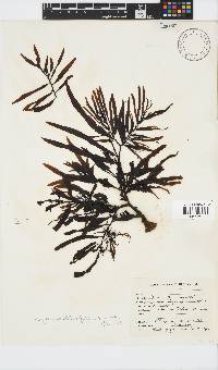 Sargassum incisifolium image