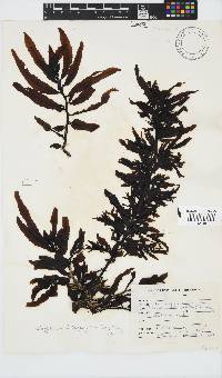 Sargassum incisifolium image