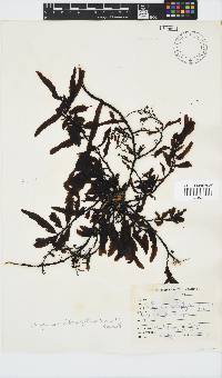 Sargassum incisifolium image