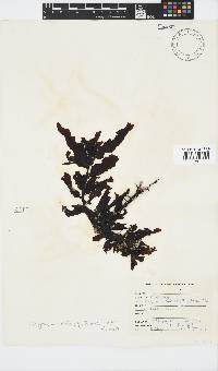 Sargassum incisifolium image
