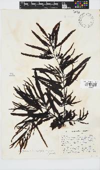 Sargassum incisifolium image