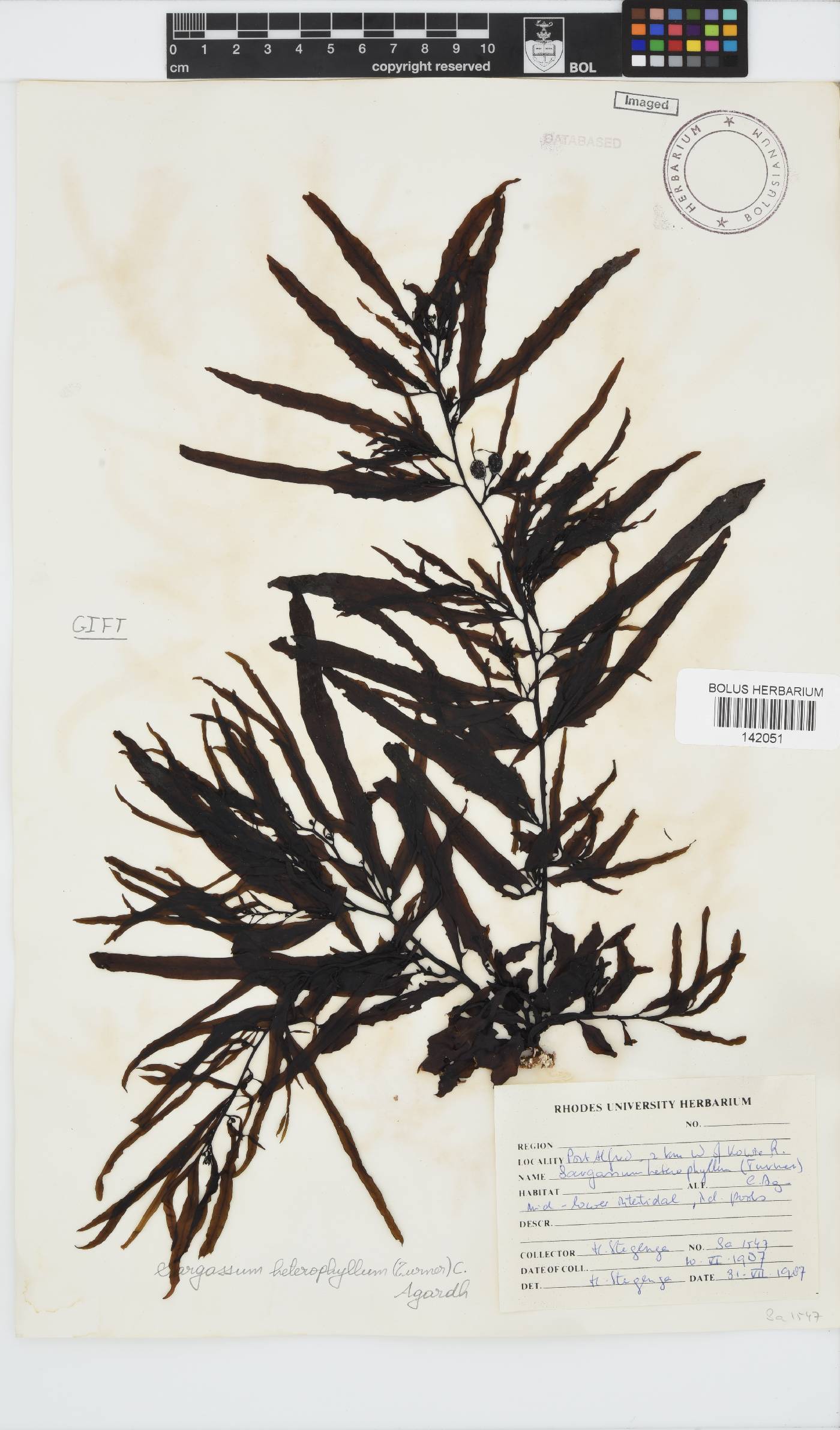 Sargassum incisifolium image