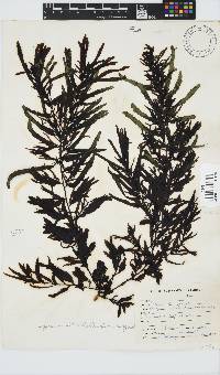Sargassum incisifolium image