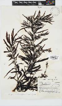 Sargassum incisifolium image