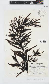 Sargassum incisifolium image