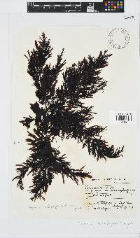 Sargassum incisifolium image