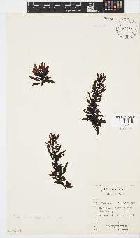 Sargassum incisifolium image