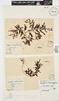 Sargassum incisifolium image