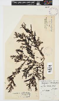 Sargassum incisifolium image