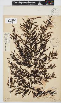 Sargassum incisifolium image