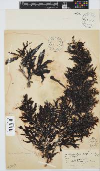 Sargassum incisifolium image