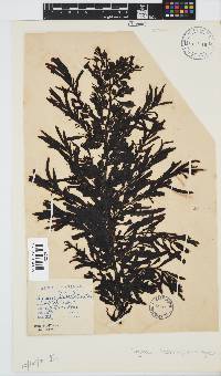 Sargassum incisifolium image