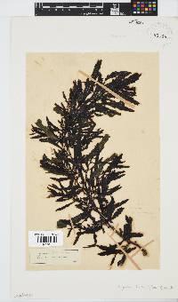 Sargassum incisifolium image
