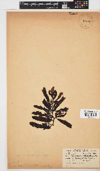 Sargassum incisifolium image