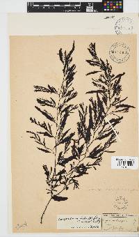 Sargassum incisifolium image