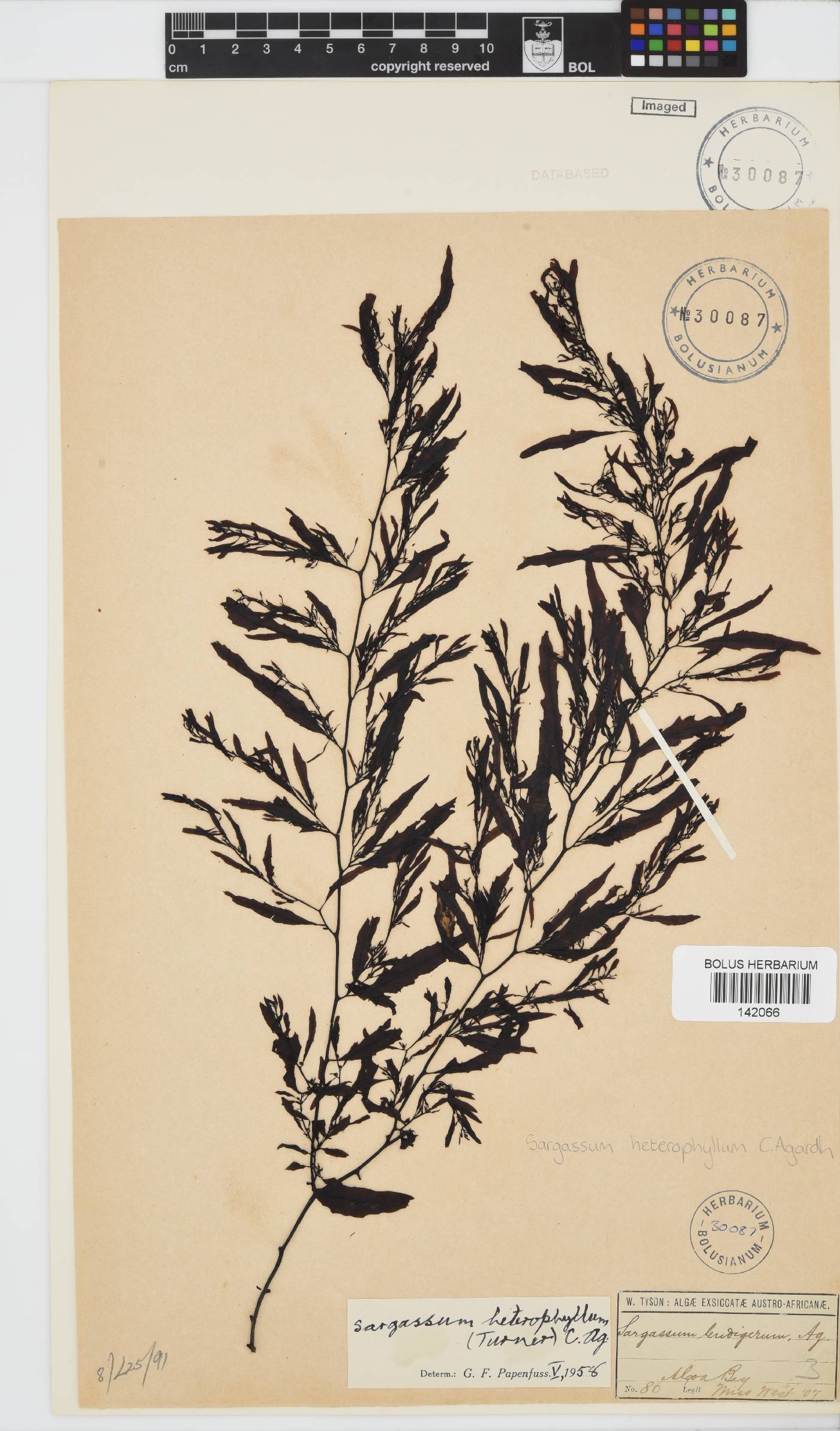 Sargassum incisifolium image