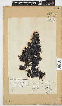 Sargassum incisifolium image