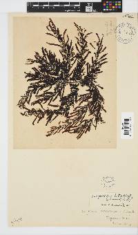 Sargassum incisifolium image