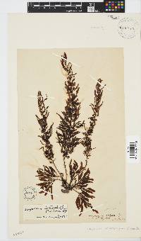Sargassum incisifolium image
