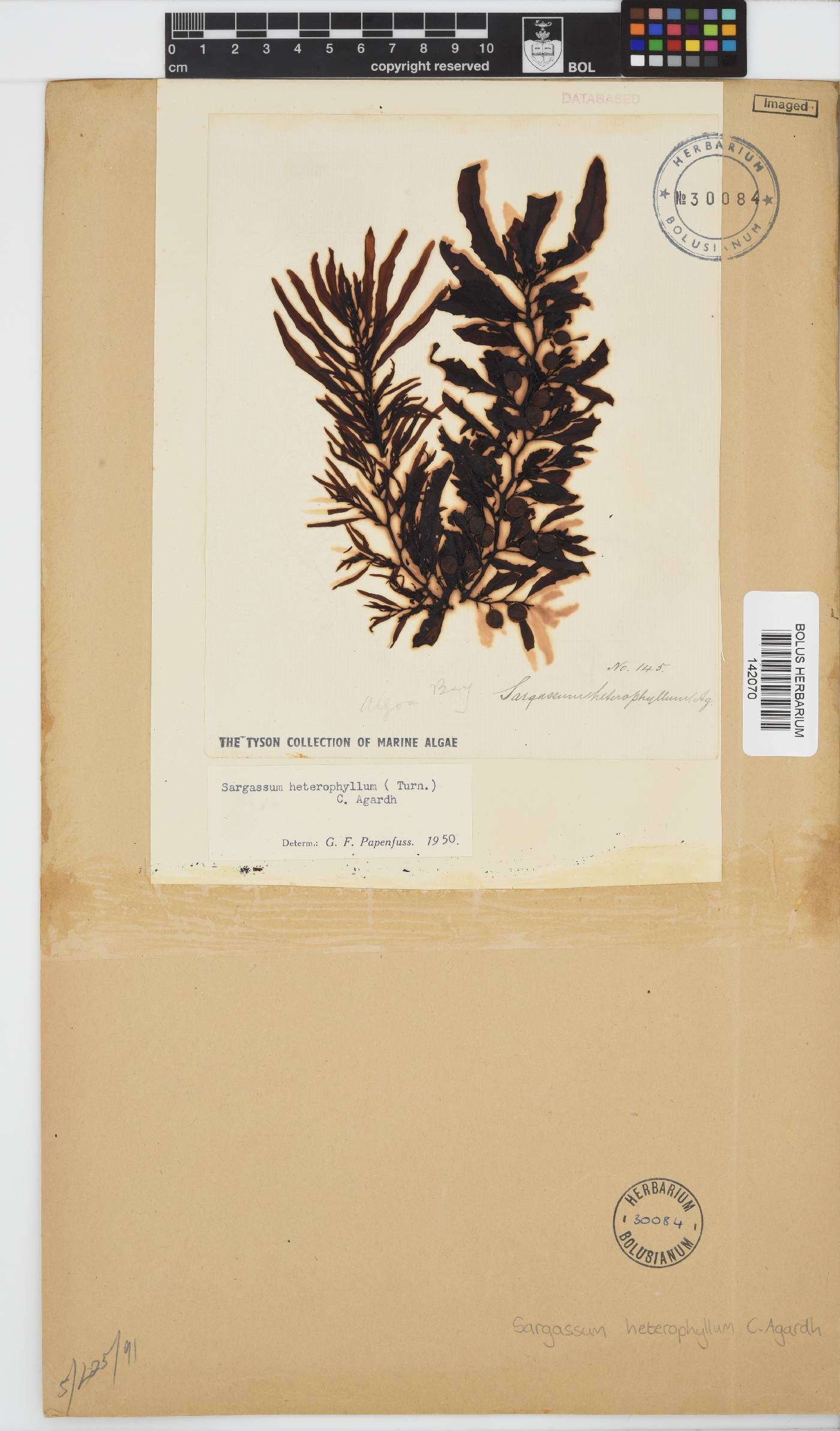 Sargassum incisifolium image
