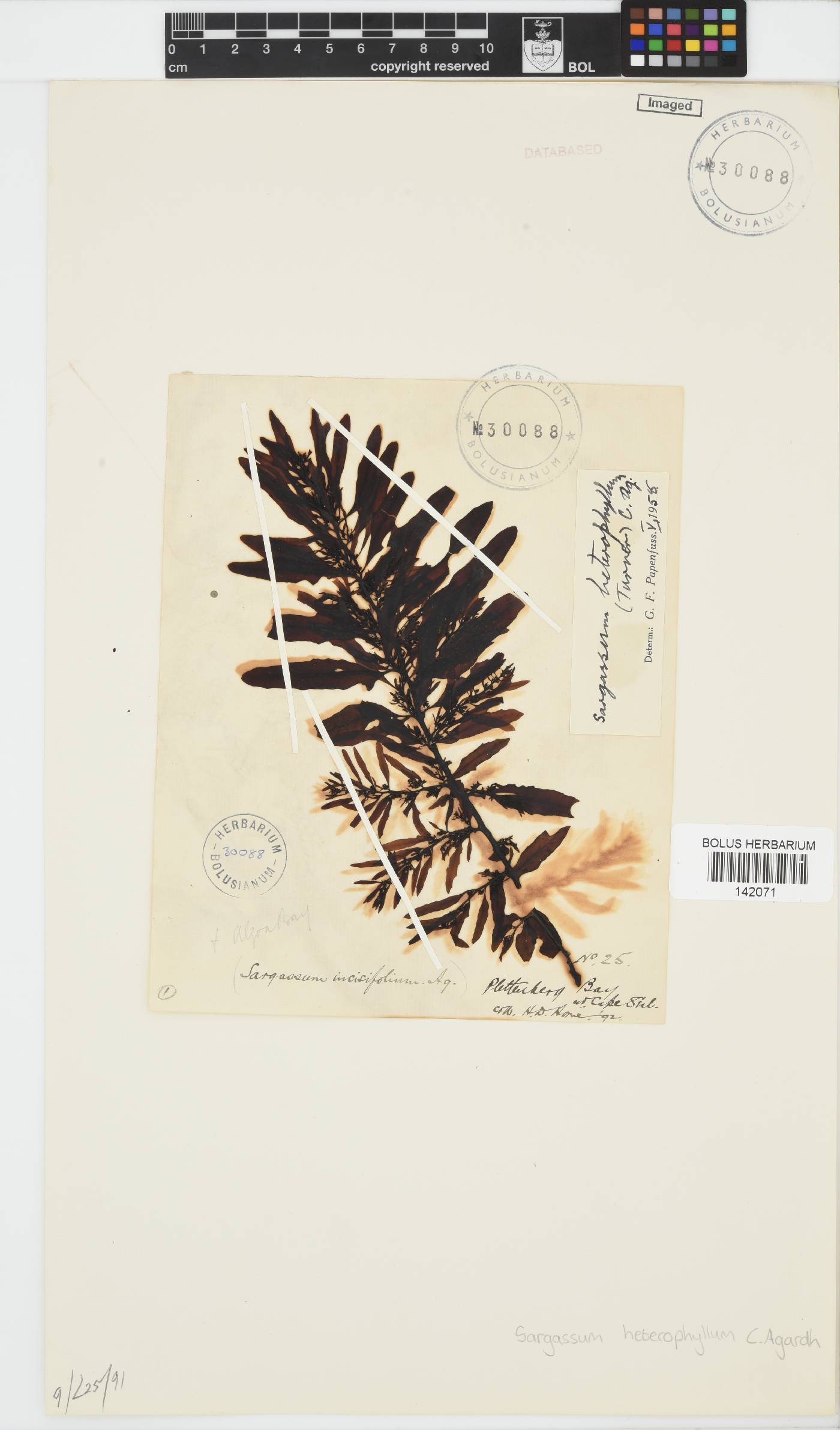 Sargassum incisifolium image
