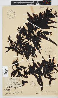 Sargassum incisifolium image