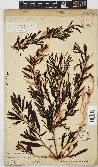 Sargassum incisifolium image