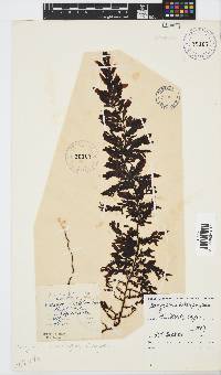 Sargassum incisifolium image