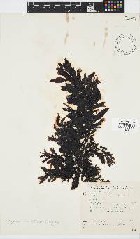 Sargassum incisifolium image