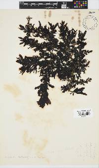 Sargassum incisifolium image