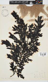 Sargassum incisifolium image