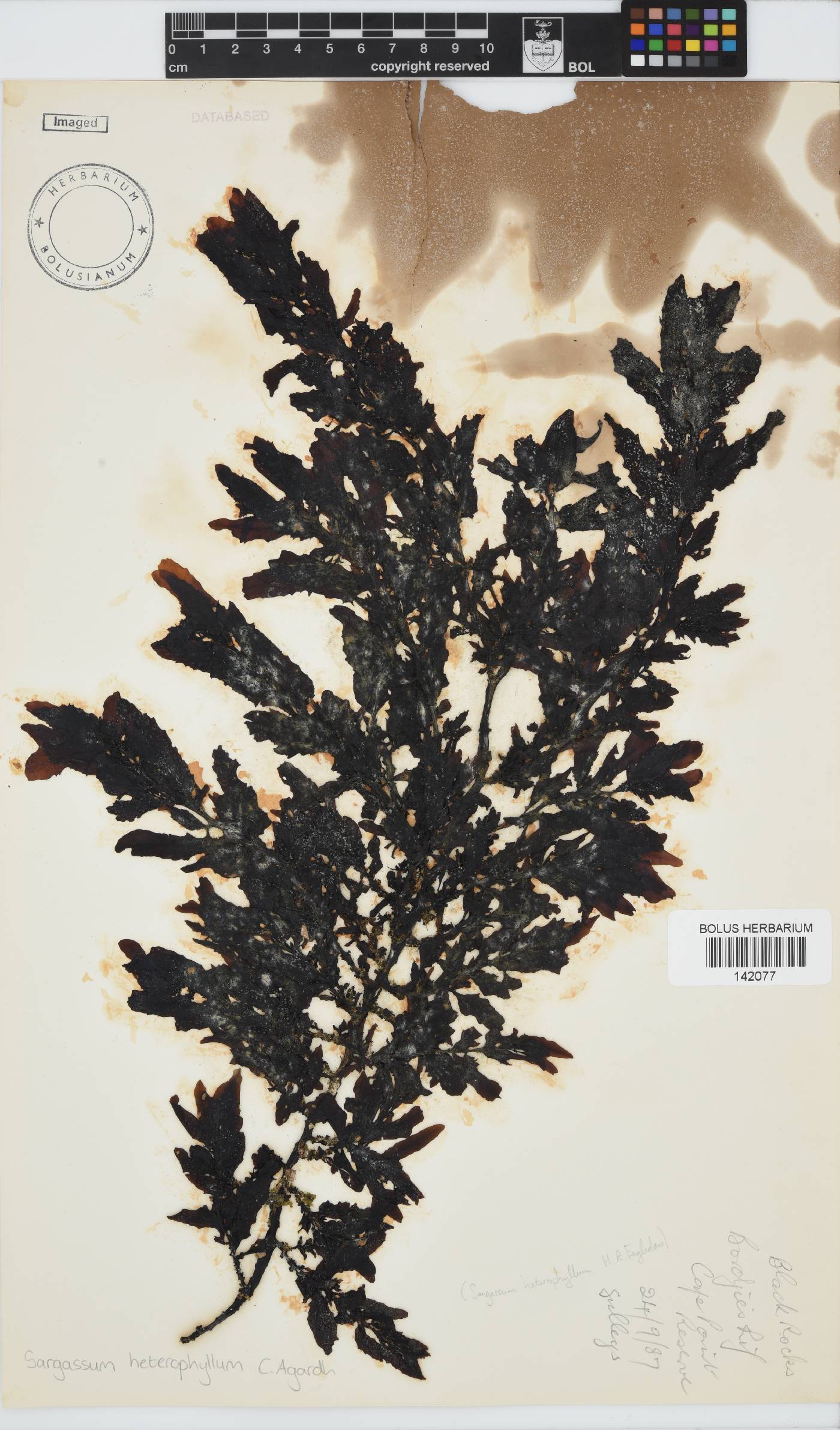 Sargassum incisifolium image