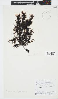 Sargassum incisifolium image