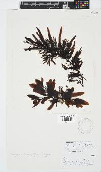 Sargassum incisifolium image