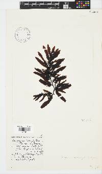 Sargassum incisifolium image