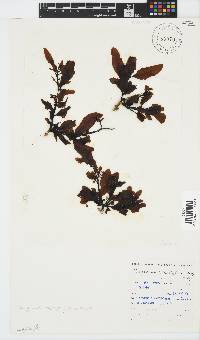 Sargassum incisifolium image