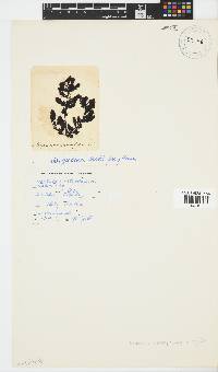 Sargassum incisifolium image
