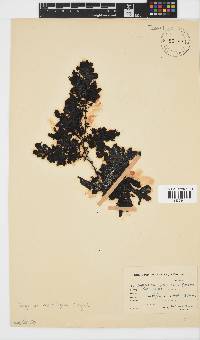 Sargassum incisifolium image