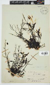 Sargassum incisifolium image